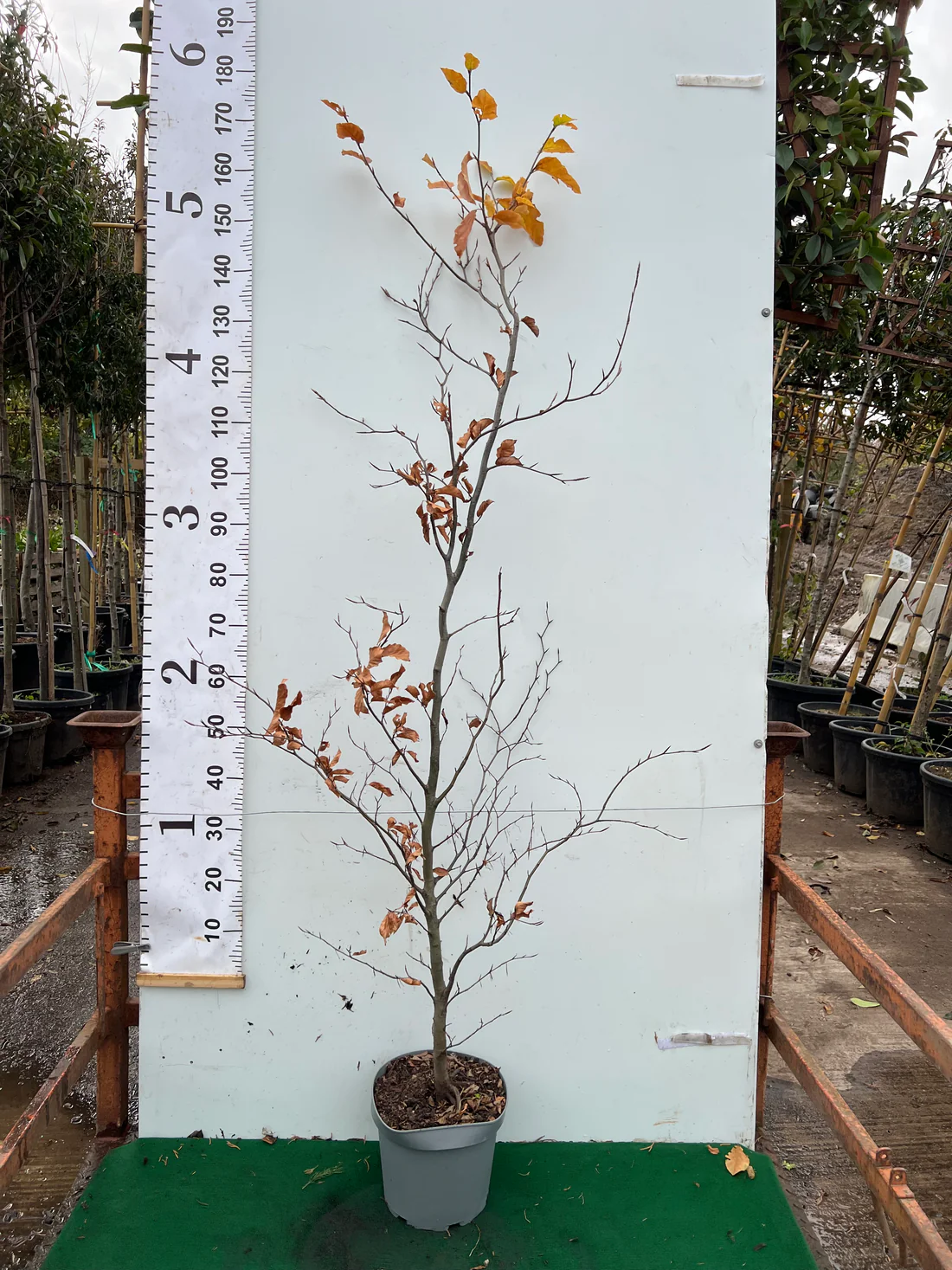 Welcome to Our Store