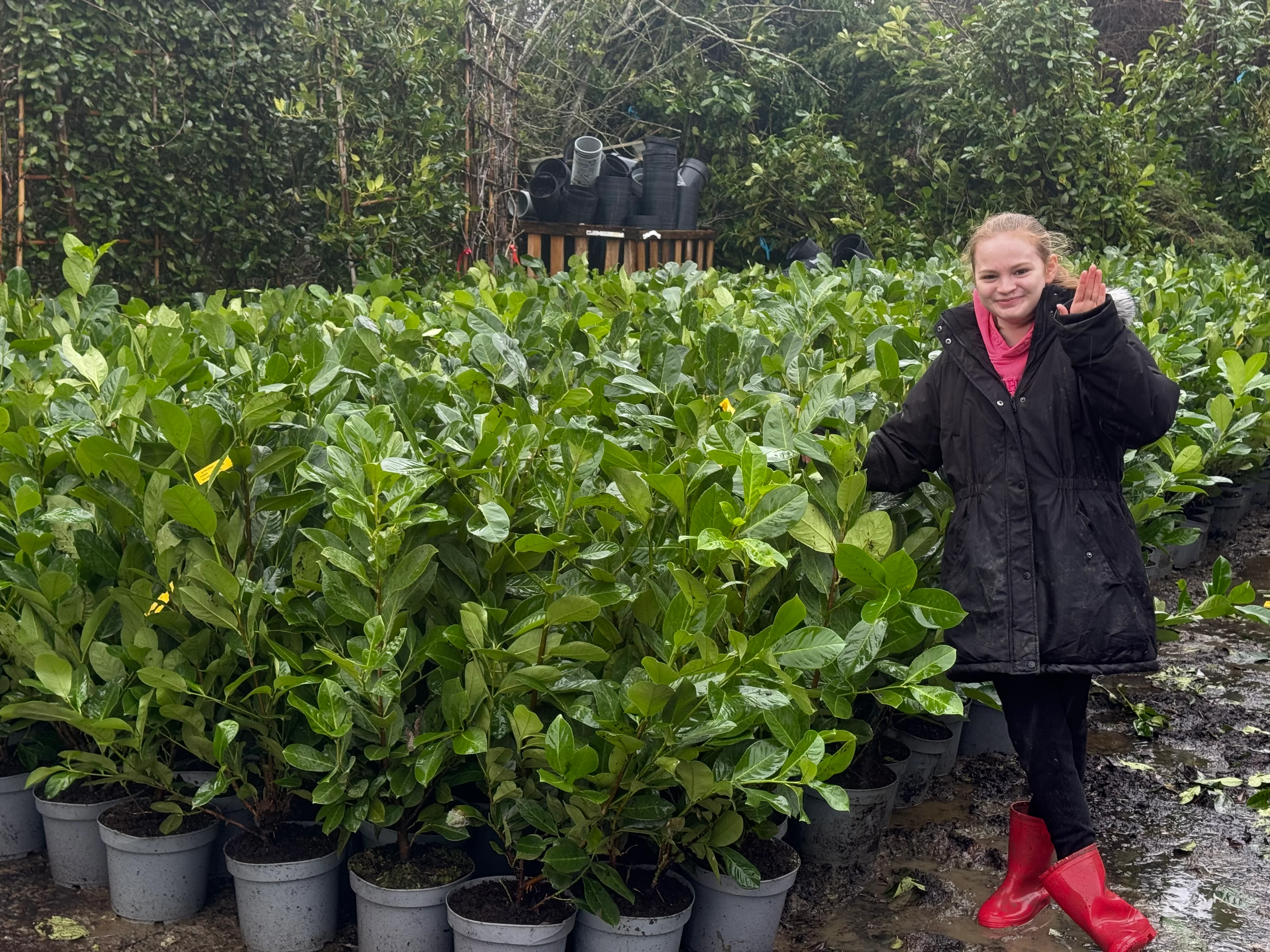 Laurel Potted In Stock Now