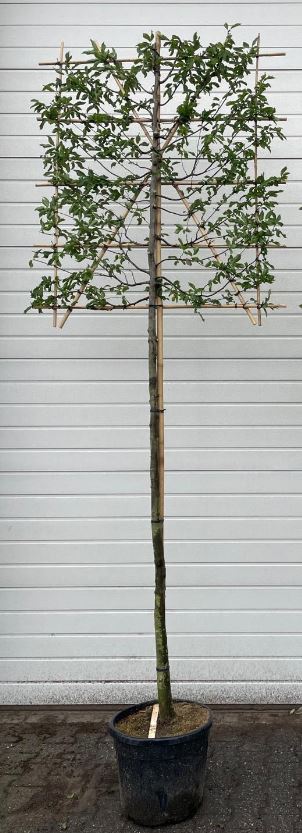 Other Screening Plants