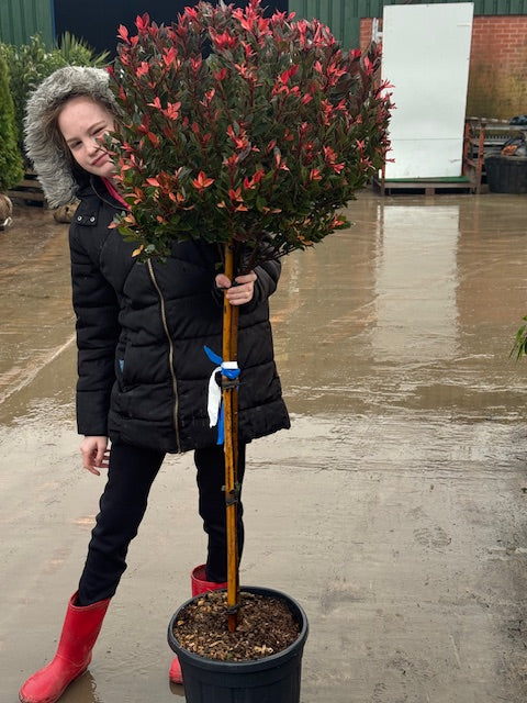 Photinia Red Robin